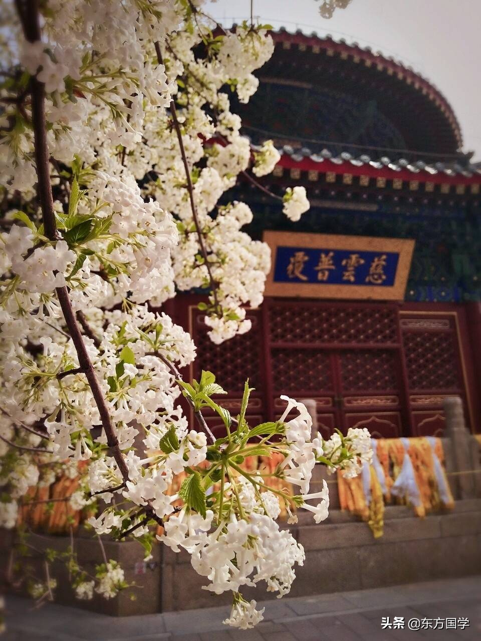 @所有人，周末一起赏玉兰，五处北京玉兰美景