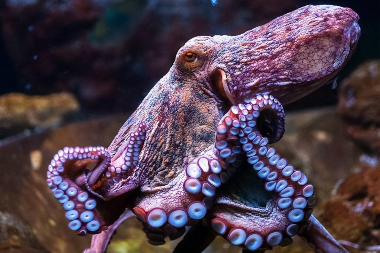 你所不知道的动物冷知识,不可思议的动物冷知识英文