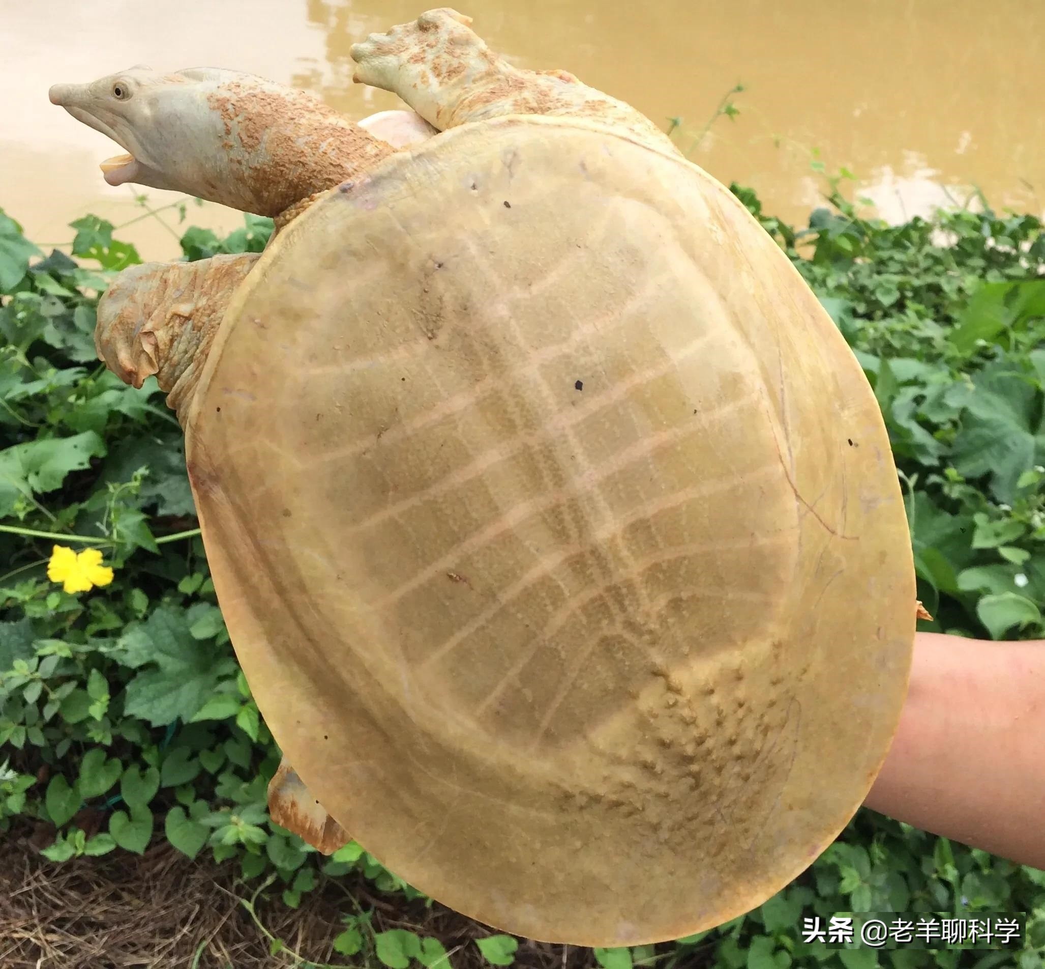 长出白斑！恒河鳖被宠到自然老死而泛滥，中国吃货能解决吗？