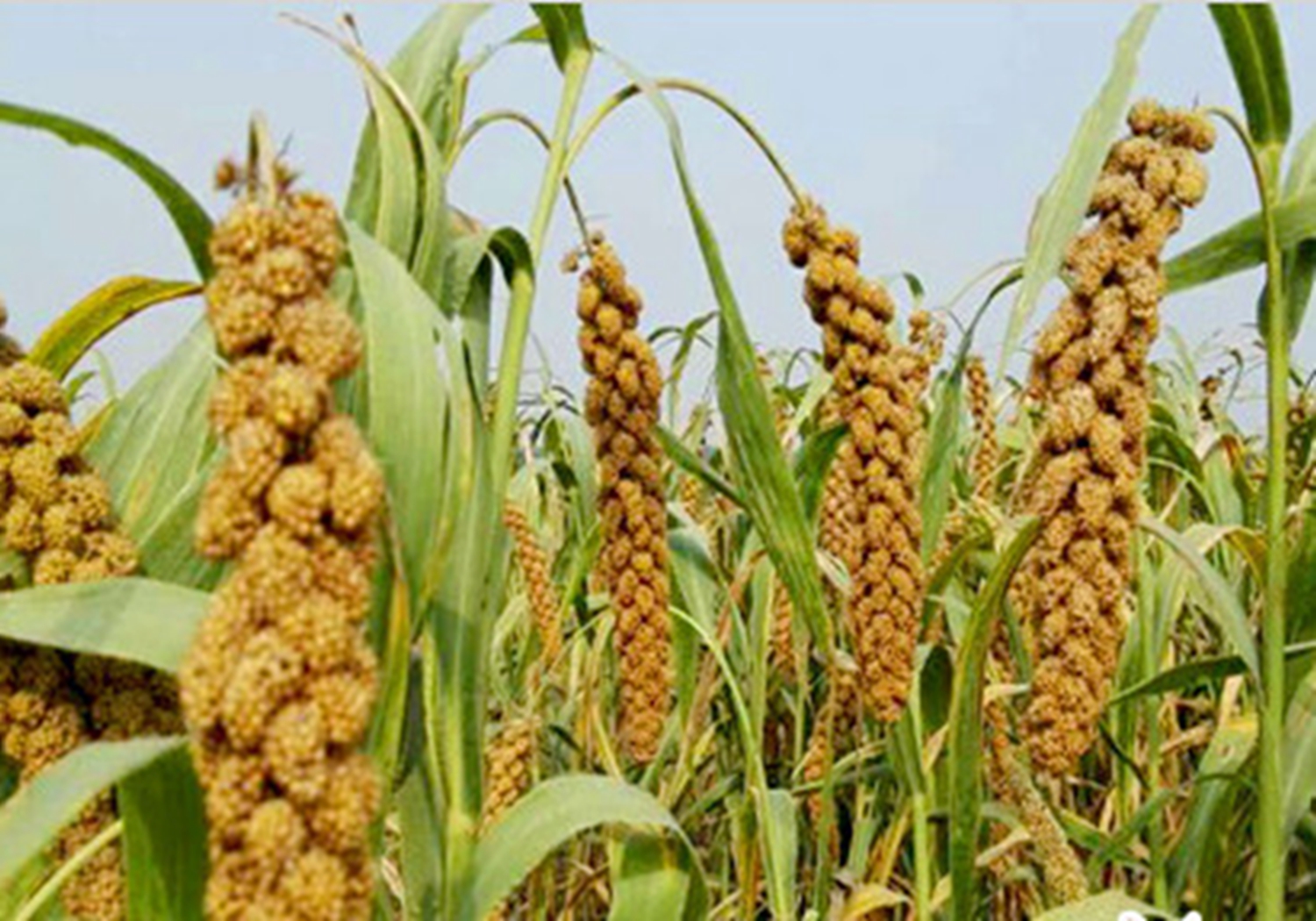 谷子种植，了解好谷子生长发育的需求，满足所需才能长得好