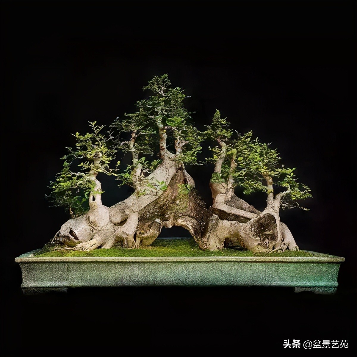 西泠印社砚台最高价拍卖记录,杭州西泠拍卖盆景