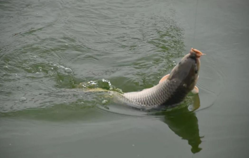 钓鱼行业有多大的市场规模,人人都喜欢钓鱼