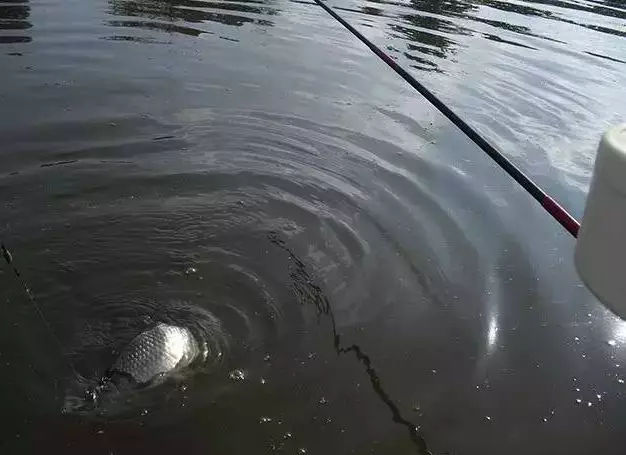 怎么调饵能钓大鱼,不带钩调钓正确方法