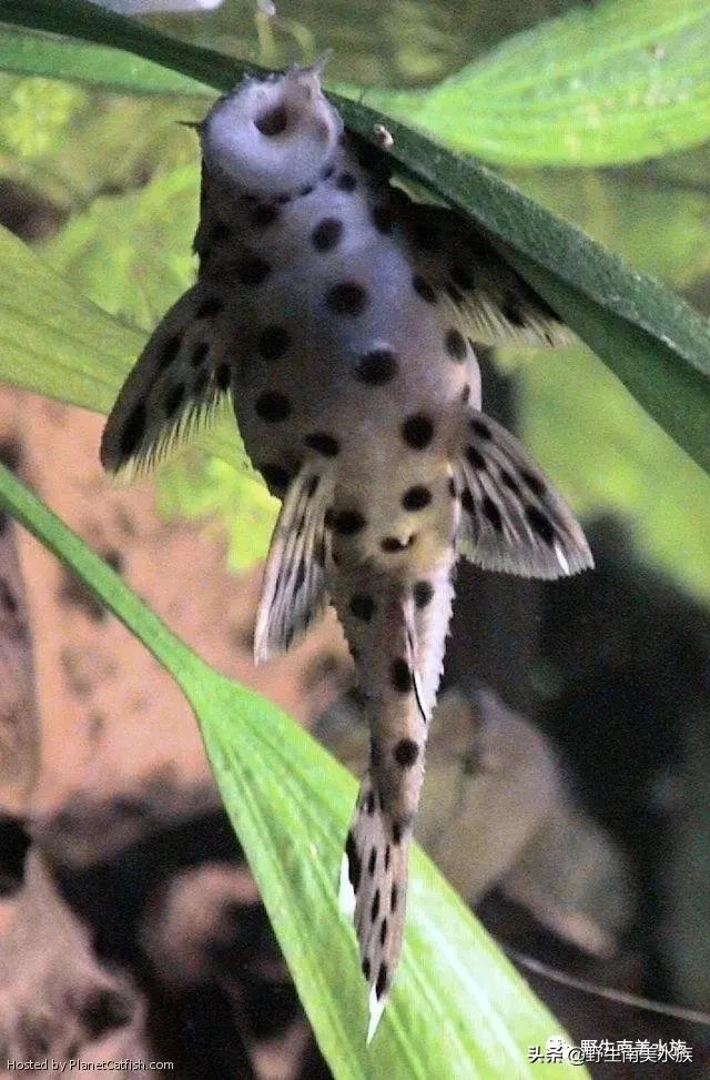 每天认识一种鱼的图片,老鼠斑异型鱼野生和人工区别