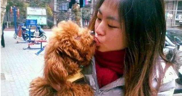 泰迪犬总是舔人嘴巴的5个原因，看完很暖心，别再责骂它了！