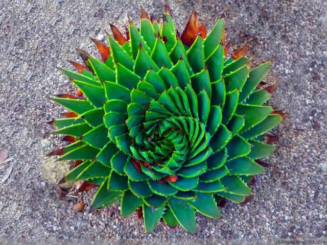 这才是世界上最贵的花卉,十大名贵花卉家养