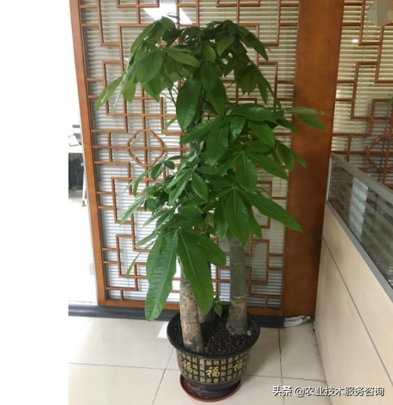 发财树叶片发黄卷曲怎么回事,发财树叶片发黄怎么补救
