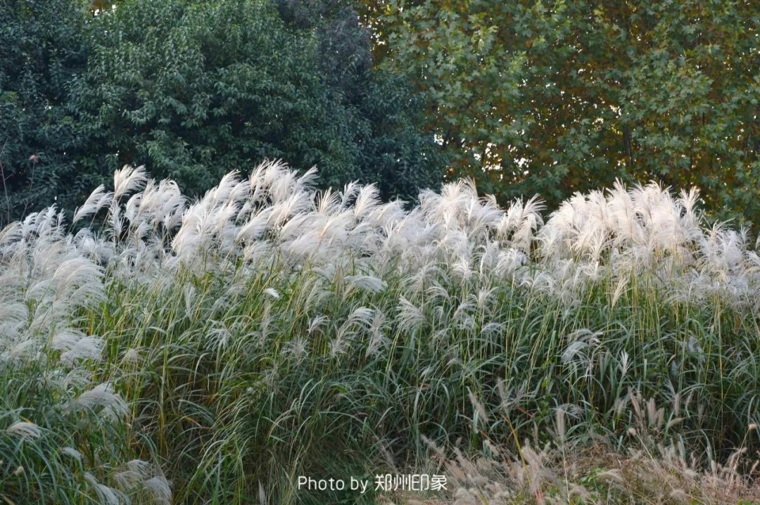 郑州长寿山旅游景点免费开放,郑州只有河南景点免费吗