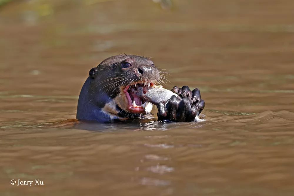 汇率起起伏伏，自然旅行跟着这张表格走，最划算
