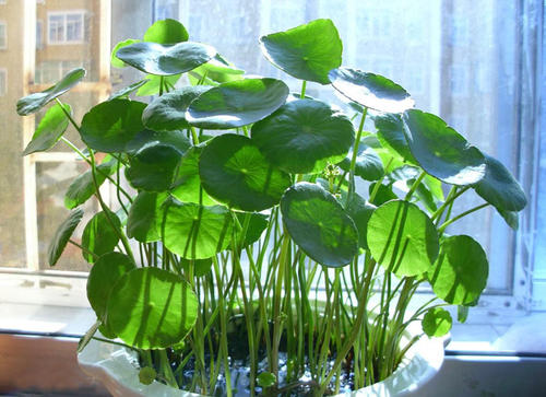 夏天到了5种花要少浇水,最不怕浇水的5种花