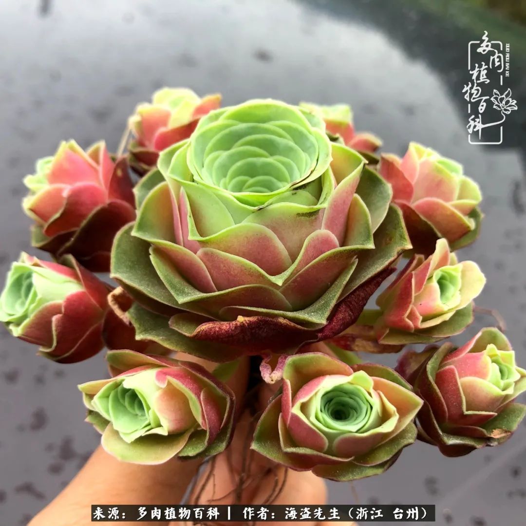 山地玫瑰养护顺口溜,山地玫瑰的养护种植注意事项视频