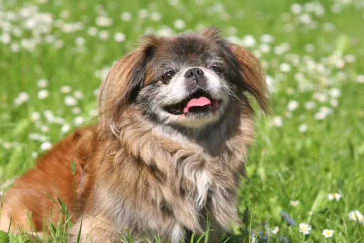 世界上最小最可爱的狗,世界上最可爱最小的狗