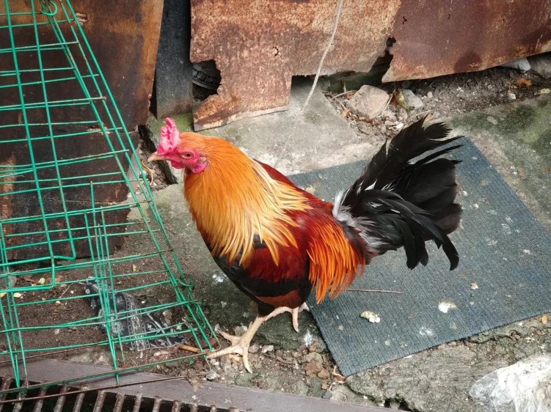 菲律宾10个必去地方,除了海边城市还能去哪里旅游