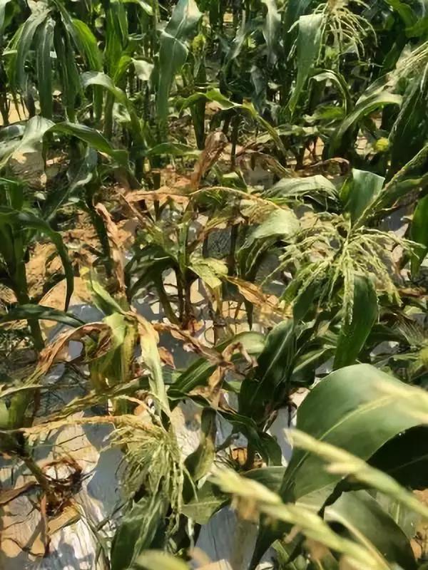 蝗灾蛾灾,蝗灾进入虫群会怎么样