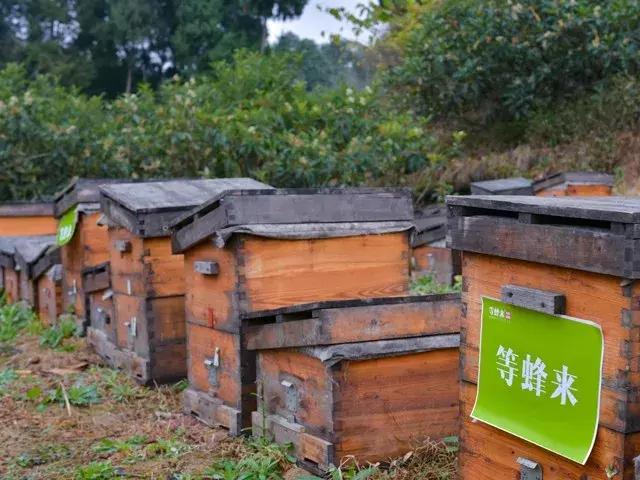 冬季才能酿得的“枇杷蜜”，甜润生津，稀少珍贵，女人的养颜神器