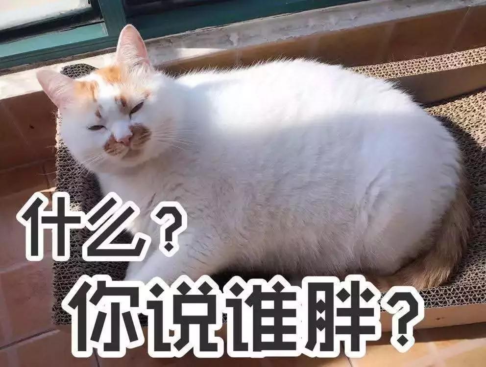 绝育后的狗狗会长胖吗,猫咪绝育后怎么减肥