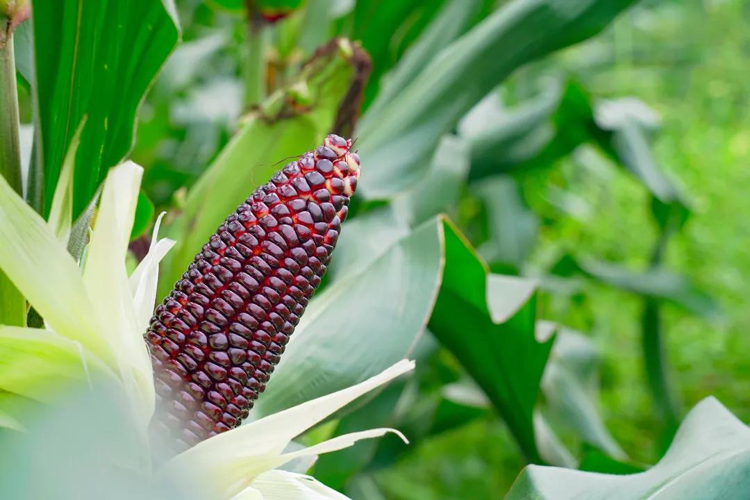 甜玉米新货上市,超级甜糯玉米新品种