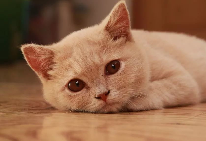 康师傅一年纯利润赚30亿什么水平,康师傅年收益300亿