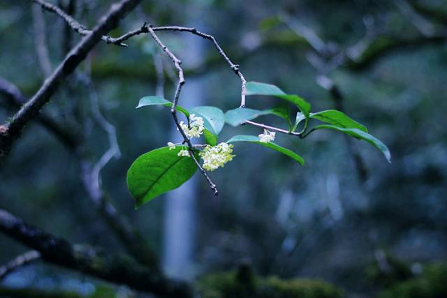 修身齐家治国平天下对联,10副禅意对联
