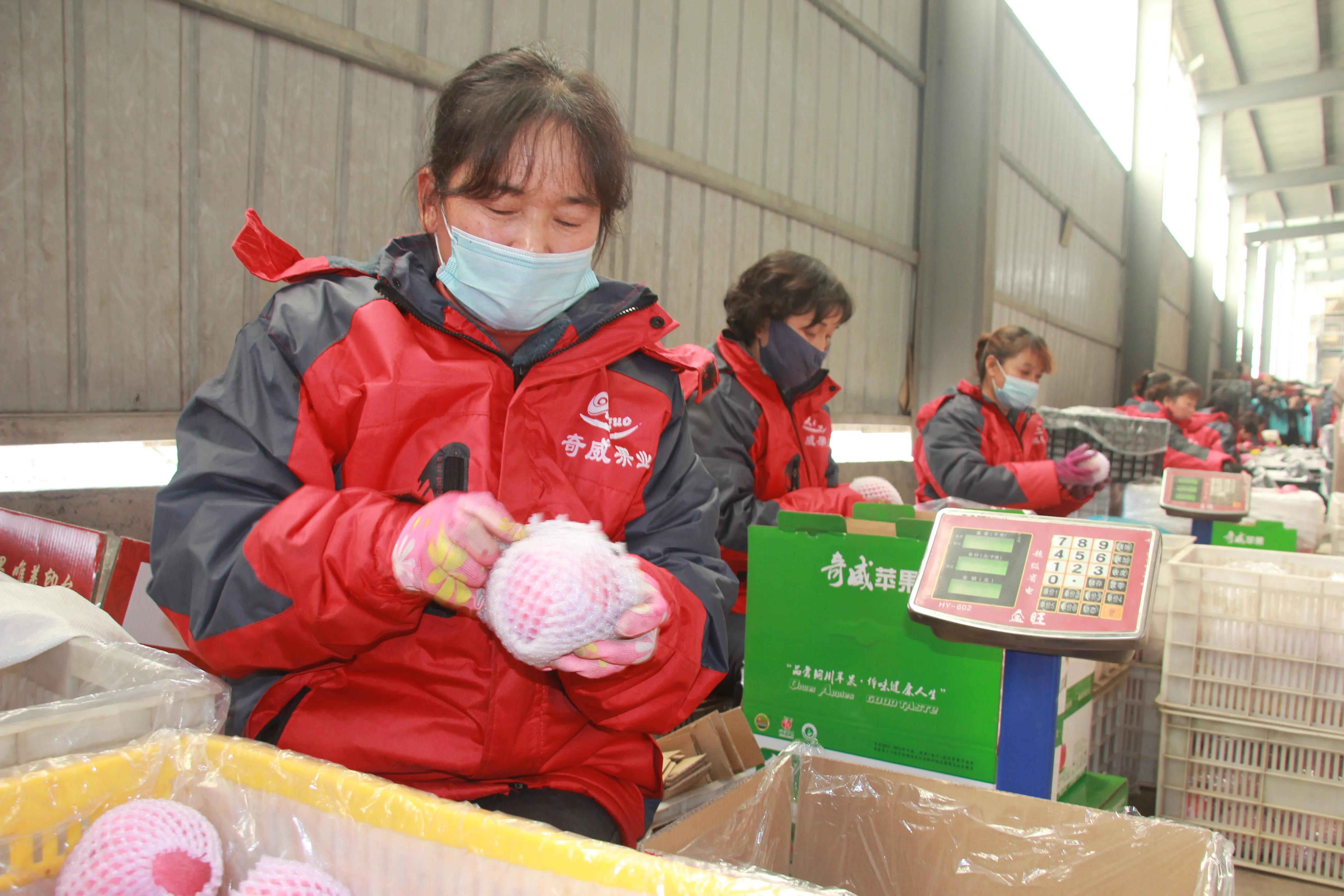 陕西铜川果品,铜川印台镇果业