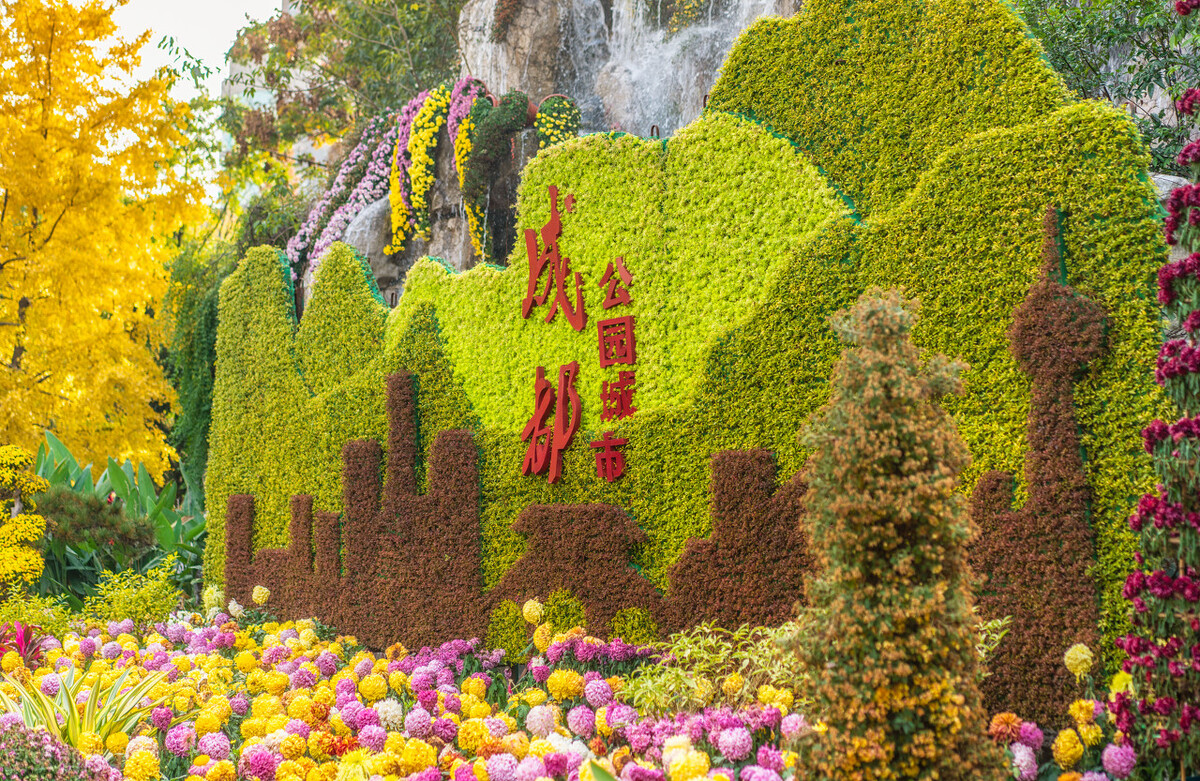 重阳节赏菊正当时，推荐国内这9个地方的赏菊好去处，沉浸式赏花