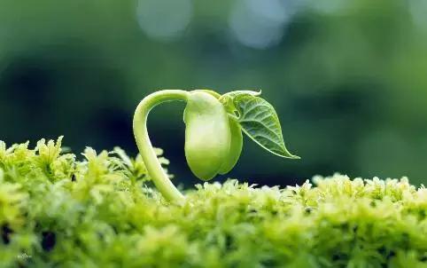 散文生命,散文生命是一树花开