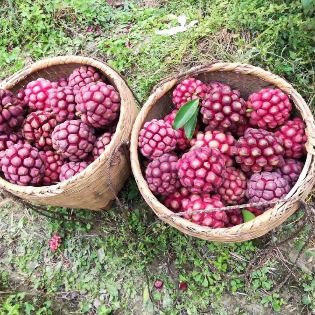 恶魔果实多少钱一瓶,恶魔果实的市价是多少