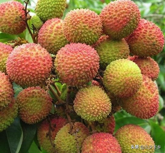 真正的中国荔枝之乡是哪里,中国三大荔枝之乡是哪里