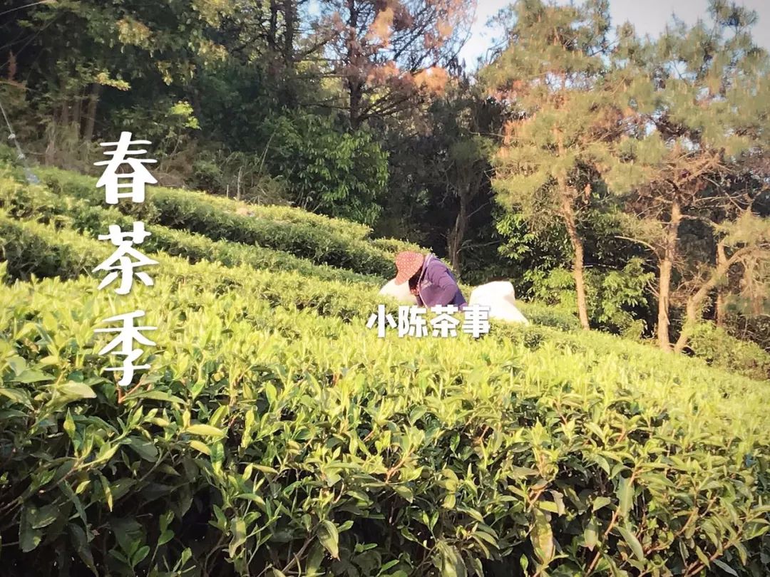 买茶叶怎么确保是新茶 (网上买的新茶能放多久)