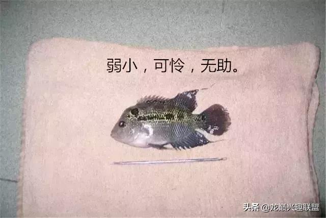 宠物整形美容,给宠物做美容多少钱