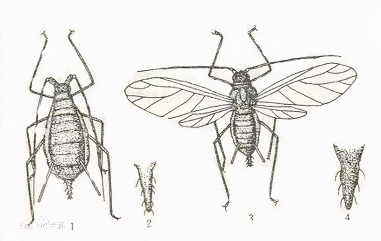 注意这几点蚜虫防治高效又轻松,蚜虫怎么防治不用药物的情况下