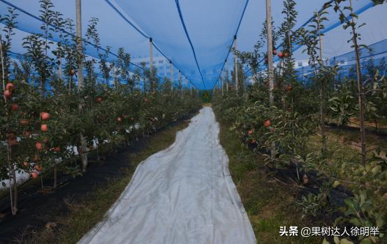 红富士苹果在多少度上色快,红富士苹果上色不好咋办