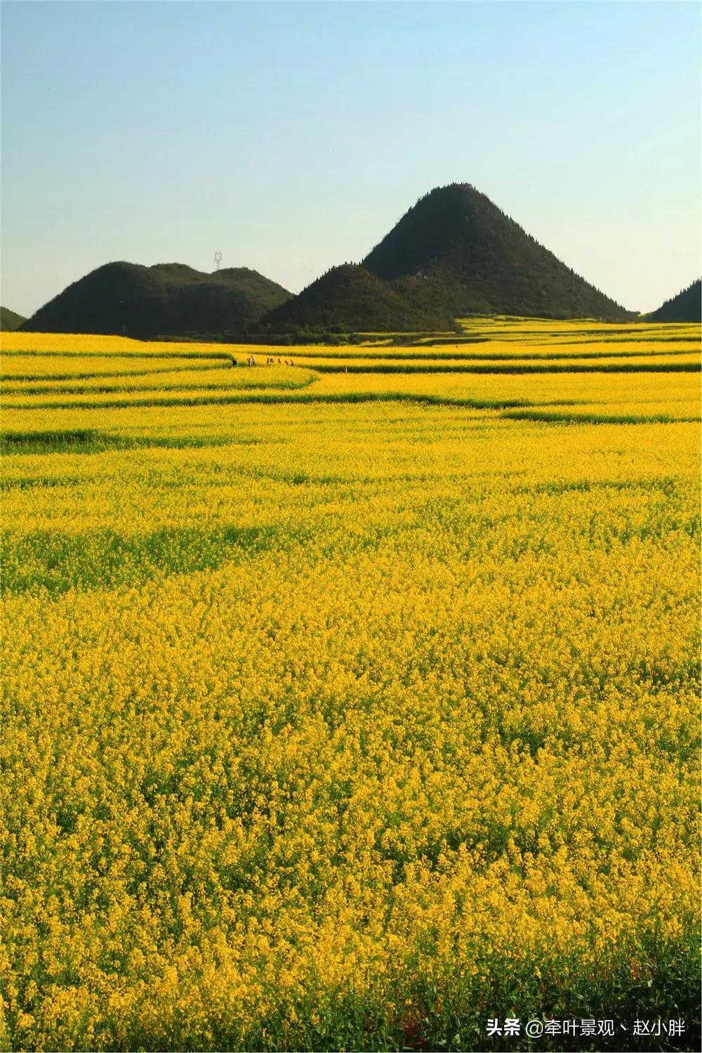 踏春寻美景,踏春赏花梯田漫步