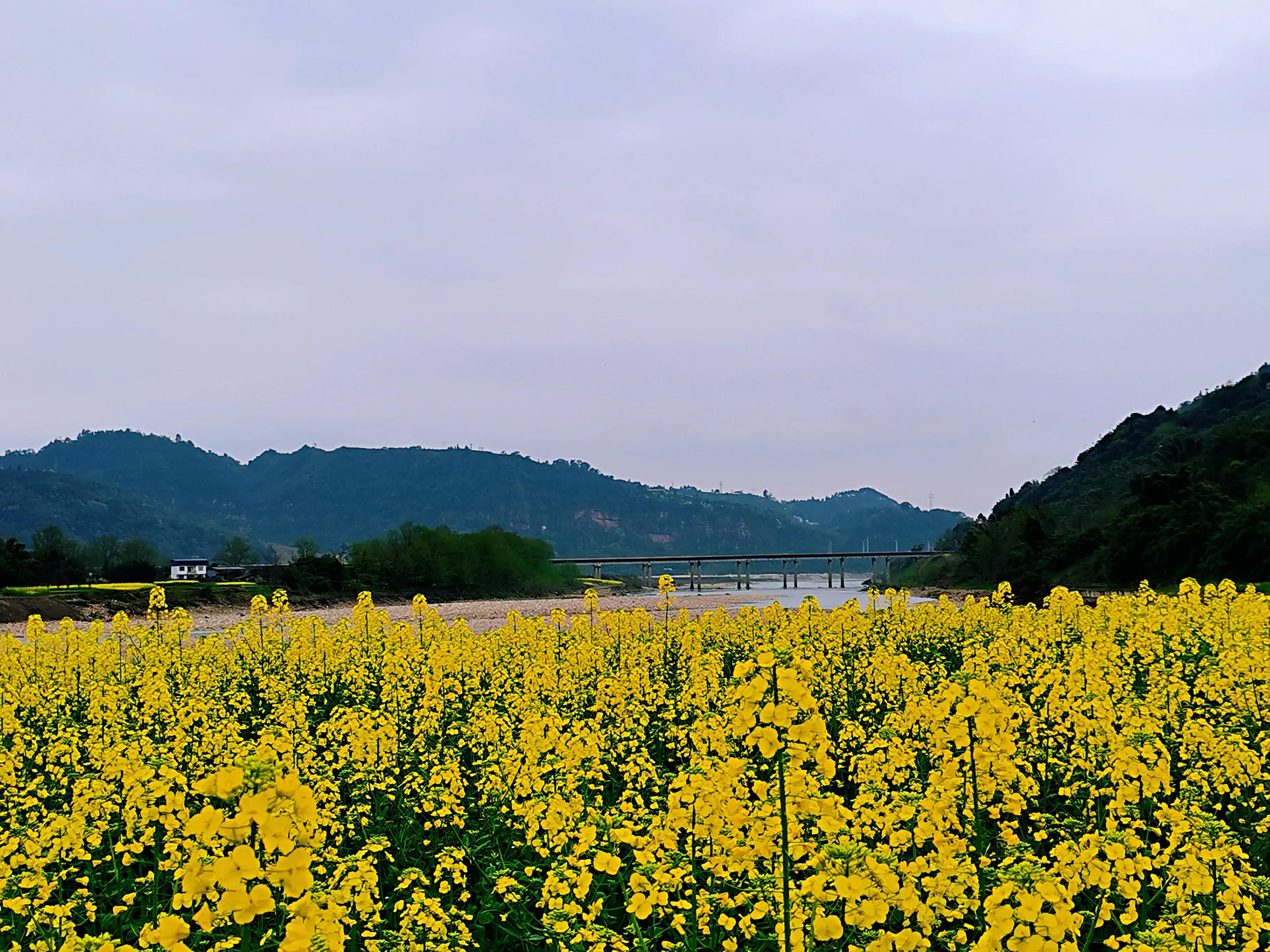 行走在潋滟*光春**里从丹犁古国到千年纸乡的牧马情歌