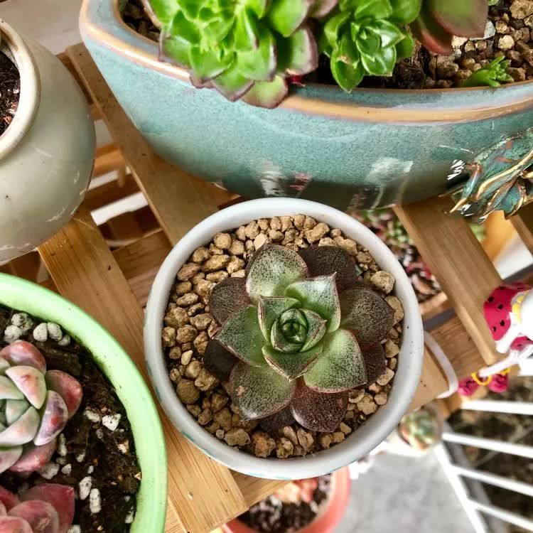 新手小白入坑多肉必看攻略,多肉新手入坑必备指南