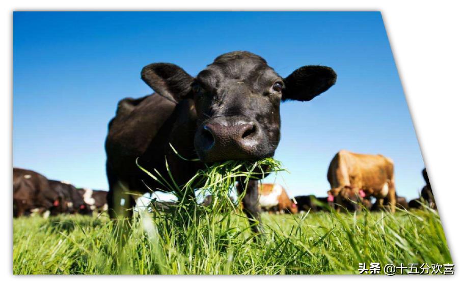 进口奶粉品牌排名前十名,进口奶粉品牌前十名排行榜