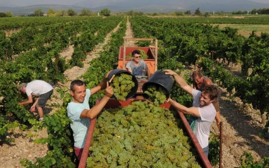 品乐Pinor：在法国葡萄园上班，就像在东北掰玉米……