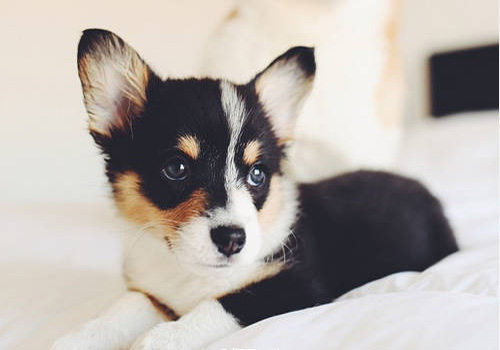 狗狗经期如何护理,养宠经验分享狗狗来月经时间太长