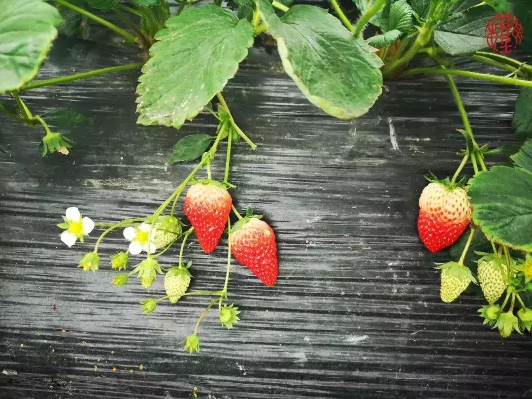 苏州通安的特色,苏州通安有什么美食