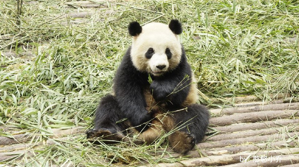 因为你们，“爱豆”的世界离我们不再远咯