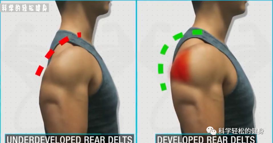 背部肌肉训练计划虐出完美的背肌,背部各个肌肉位置锻炼方法