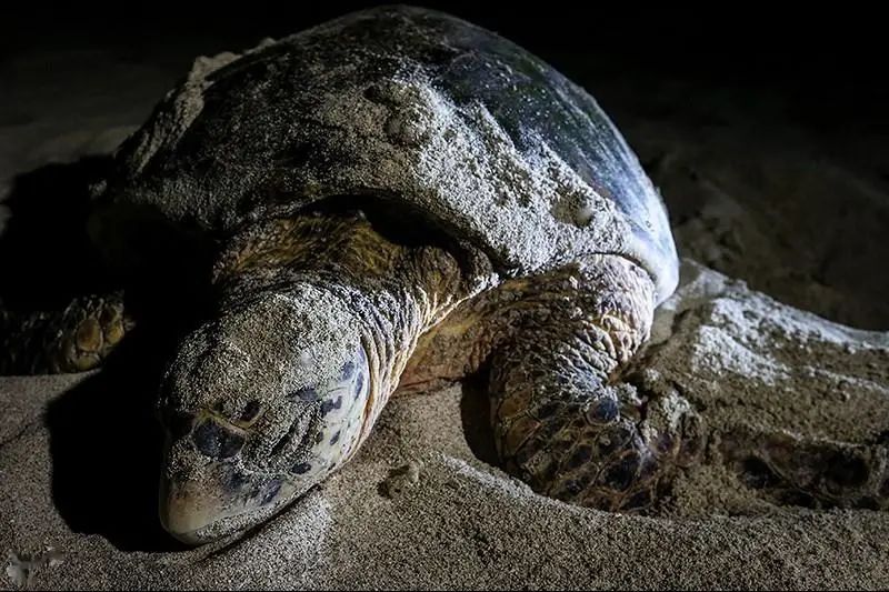 玳瑁现状,玳瑁的危险程度