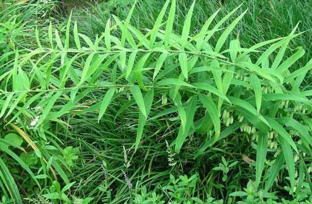 冬季怎样去山里挖鸡头参,农村山野里的鸡头参你认识它吗