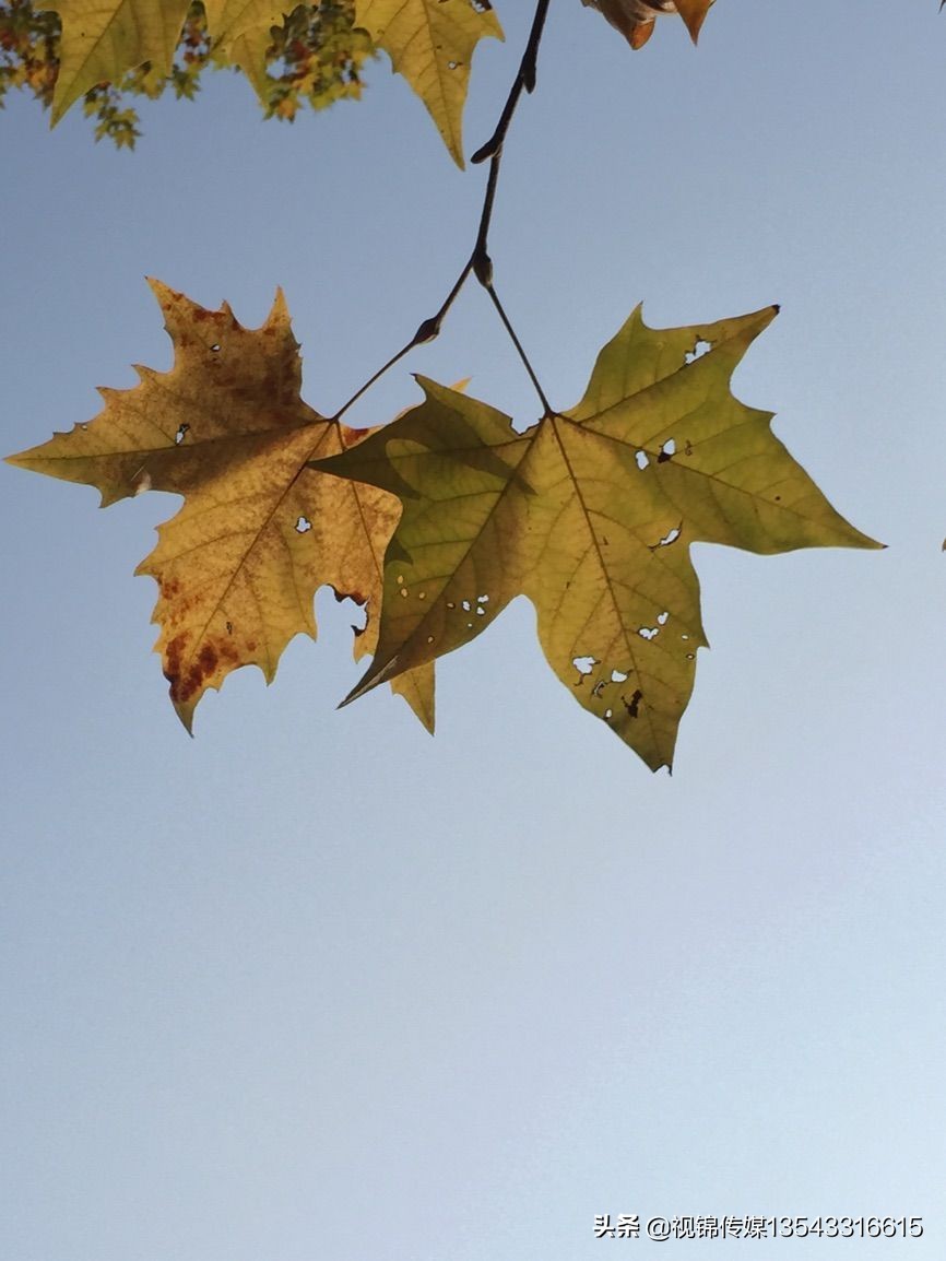 手机后期修图软件,最好用的手机修图软件有哪些