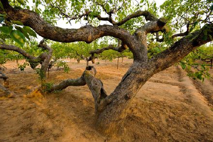 梨锈病防治方法,梨疫病与黑斑病打什么药