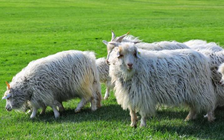 超长记录亲子牧场一日游,暑期草原亲子游攻略