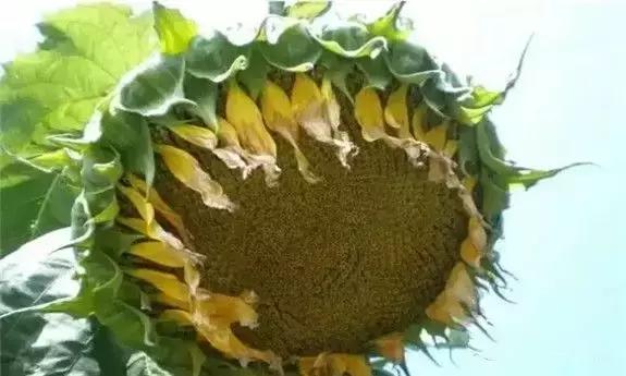 东北版满汉全席,原汁原味的满汉全席