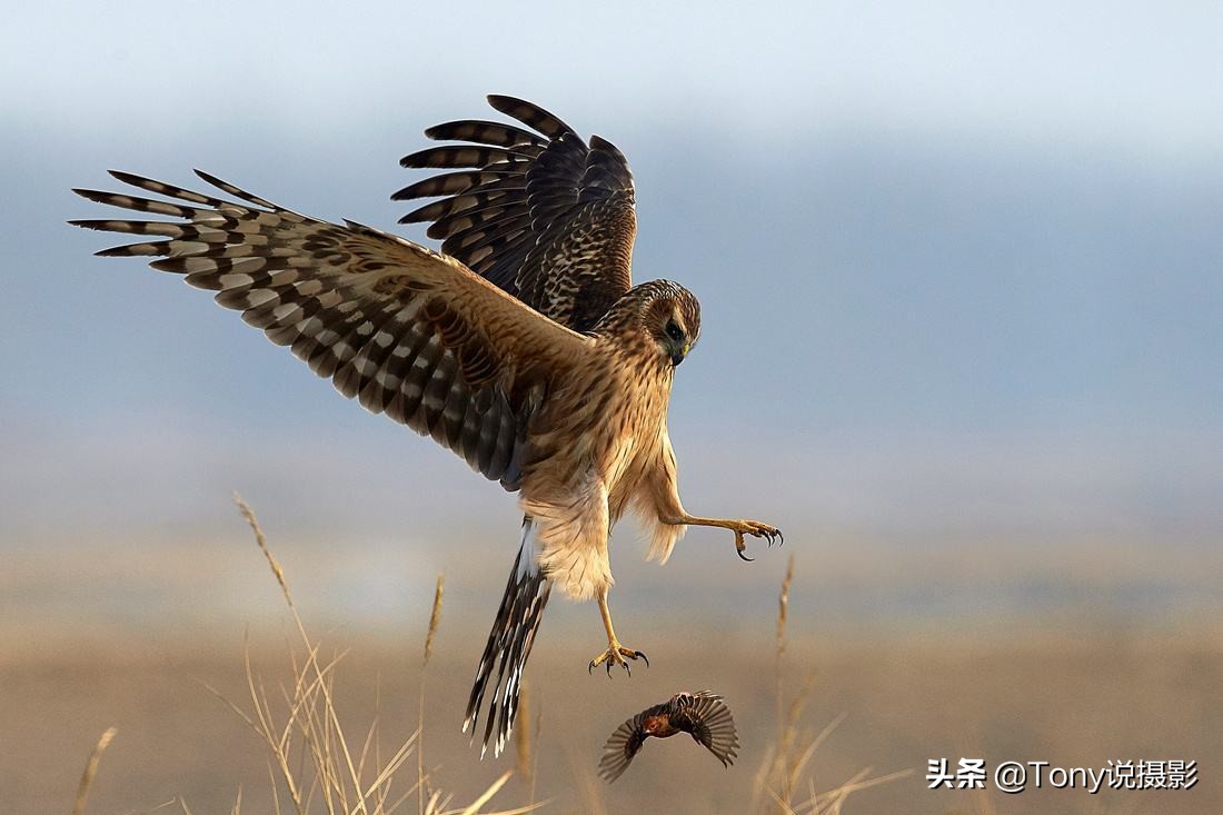 鸟类的拍摄技巧,鸟类摄影要掌握这些技巧知识