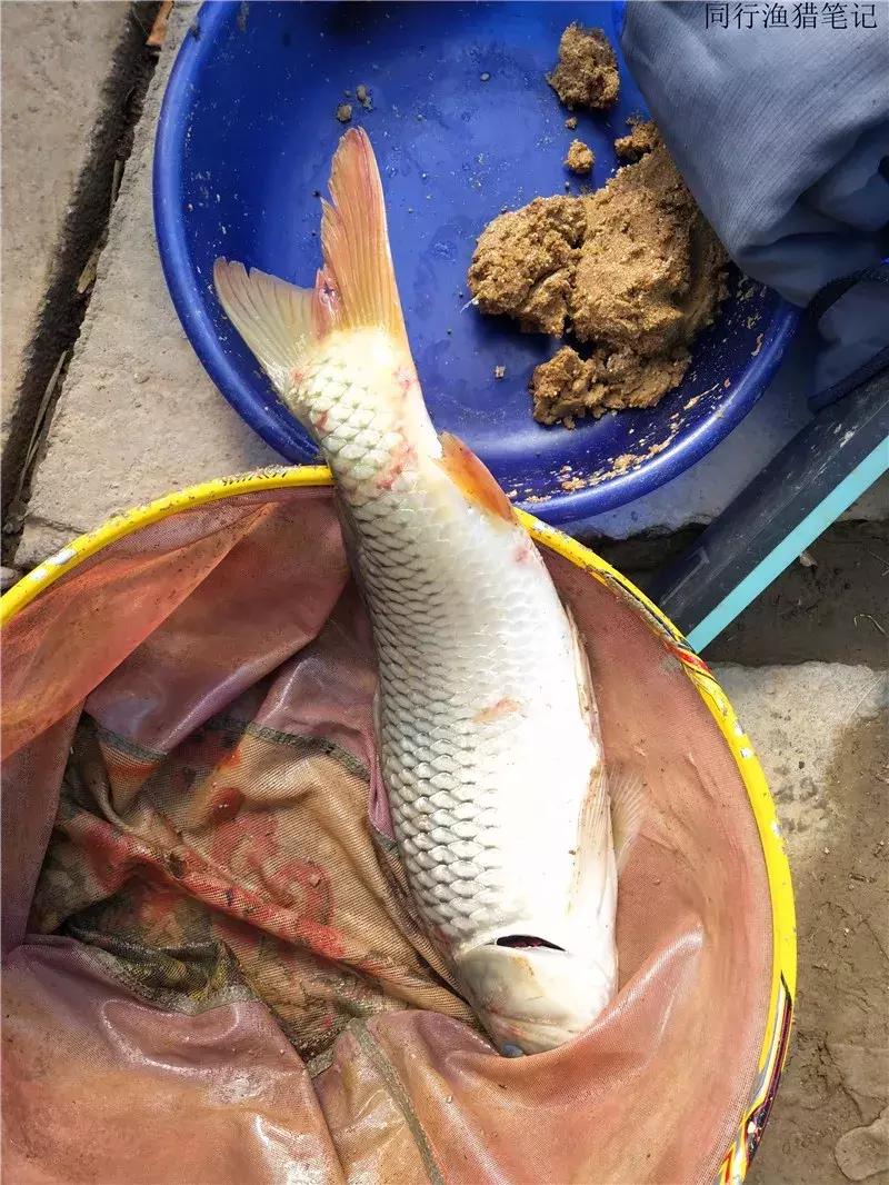 钓鱼笔记30个视频,钓鱼笔记最新视频