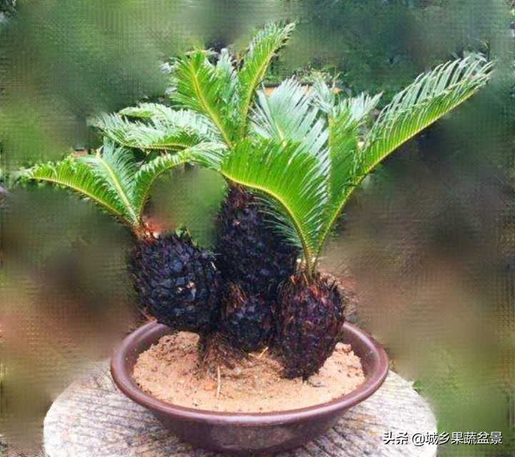 铁树盆景养殖技巧,铁树盆景制作全过程